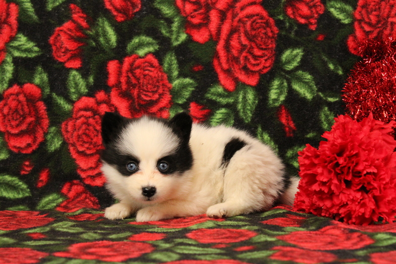 puppy, for, sale, Pomsky, Matthew B. Stoltzfus, dog, breeder, Gap, PA, dog-breeder, puppy-for-sale, forsale, nearby, find, puppyfind, locator, puppylocator, aca